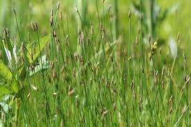Attēlu rezultāti vaicājumam “Eleocharis palustris flower”