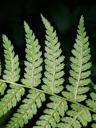 Attēlu rezultāti vaicājumam “Athyrium filix-femina”