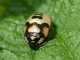 Attēlu rezultāti vaicājumam “Tritomegas bicolor nymph”