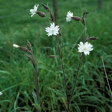 Attēlu rezultāti vaicājumam “Silene latifolia subsp. alba flower”
