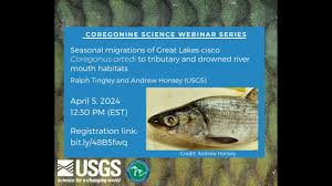 Image result for Coregonus artedi