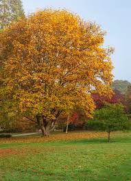 Attēlu rezultāti vaicājumam “Pterocarya fraxinifolia”