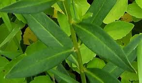 Attēlu rezultāti vaicājumam “Lysimachia thyrsiflora leaf”