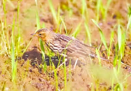 Image result for Anthus cervinus