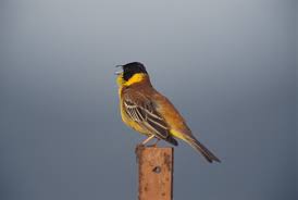 Image result for Emberiza melanocephala