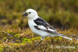 Attēlu rezultāti vaicājumam “Plectrophenax nivalis adult”