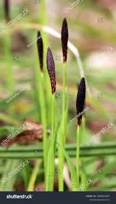 Attēlu rezultāti vaicājumam “Carex pilosa leaf”