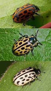 Attēlu rezultāti vaicājumam “Chrysomela vigintipunctata”