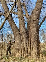 Attēlu rezultāti vaicājumam “Acer saccharinum”