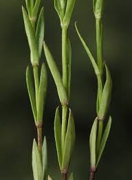 Attēlu rezultāti vaicājumam “Stellaria longifolia”