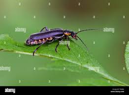 Attēlu rezultāti vaicājumam “Cantharis obscura”