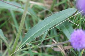 Attēlu rezultāti vaicājumam “Succisa pratensis bud”