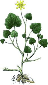 Attēlu rezultāti vaicājumam “Ficaria verna”