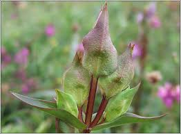 Attēlu rezultāti vaicājumam “Gentianella campestris”