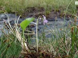 Attēlu rezultāti vaicājumam “Viola epipsila flower”