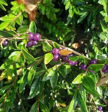 Attēlu rezultāti vaicājumam “Lonicera”