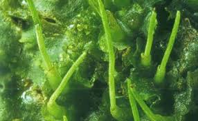 Attēlu rezultāti vaicājumam “Anthocerotopsida”