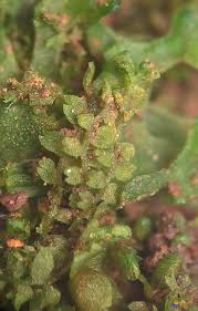 Attēlu rezultāti vaicājumam “Cephalozia bicuspidata”