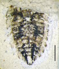 Attēlu rezultāti vaicājumam “Hylecoetus dermestoides male”