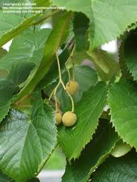 Attēlu rezultāti vaicājumam “Tilia amurensis”