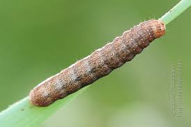 Attēlu rezultāti vaicājumam “Agrochola helvola”