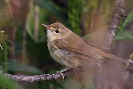 Attēlu rezultāti vaicājumam “Acrocephalus dumetorum”