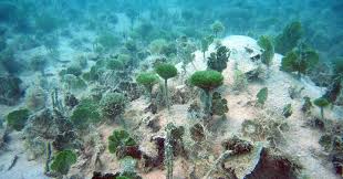 Attēlu rezultāti vaicājumam “Gymnostomum calcareum macro”