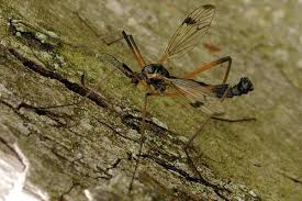 Attēlu rezultāti vaicājumam “Dictenidia bimaculata male”