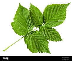 Attēlu rezultāti vaicājumam “Rubus idaeus leaf”