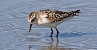 Attēlu rezultāti vaicājumam “Calidris minuta”