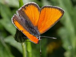 Attēlu rezultāti vaicājumam “Lycaena hippothoe underside”