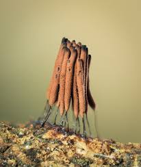 Attēlu rezultāti vaicājumam “Stemonitis axifera”