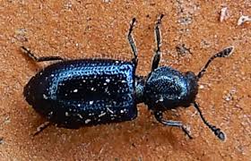 Attēlu rezultāti vaicājumam “Necrobia violacea”