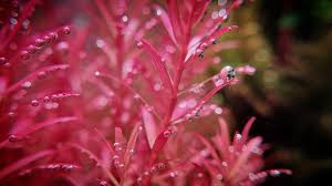 Attēlu rezultāti vaicājumam “Elatine hydropiper leaf”