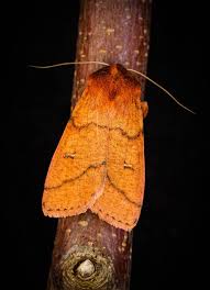 Attēlu rezultāti vaicājumam “Mythimna turca”