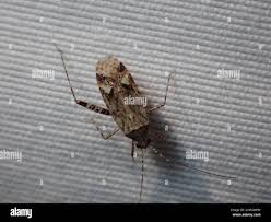 Attēlu rezultāti vaicājumam “Phytocoris sp.”