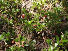 Attēlu rezultāti vaicājumam “Arctostaphylos uva-ursi fruit”