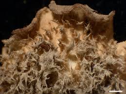 Attēlu rezultāti vaicājumam “Peltigera canina”