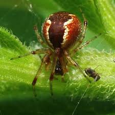 Attēlu rezultāti vaicājumam “Phylloneta cocoon”
