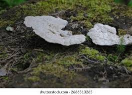 Attēlu rezultāti vaicājumam “Tyromyces chioneus”