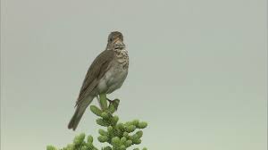 Image result for Catharus minimus