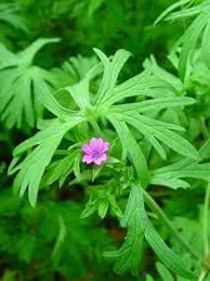 Attēlu rezultāti vaicājumam “Geranium dissectum leaf”