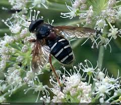 Attēlu rezultāti vaicājumam “Sericomyia lappona”