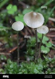 Attēlu rezultāti vaicājumam “Mycena abramsii”