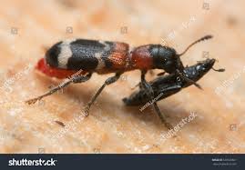 Attēlu rezultāti vaicājumam “Thanasimus formicarius”