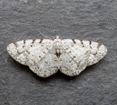 Attēlu rezultāti vaicājumam “Aethalura punctulata”