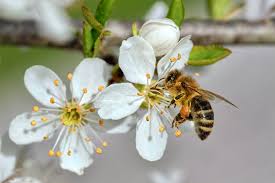 Image result for Rosengewächse