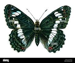 Attēlu rezultāti vaicājumam “Limenitis camilla”