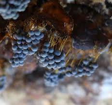 Attēlu rezultāti vaicājumam “Badhamia utricularis young”