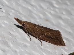 Attēlu rezultāti vaicājumam “Donacaula mucronella”